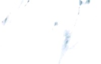 WS87357 White Marble